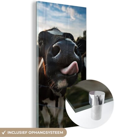 MuchoWow® Glasschilderij 20x40 cm - Schilderij acrylglas - Koe - Dieren - Natuur - Uitstekende tong - Foto op glas - Schilderijen