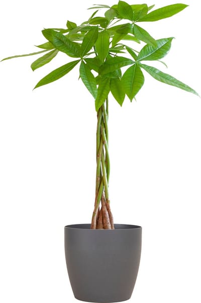 Geldboom, Pachira Aquatica met Pot Viber Kleur Grijs, Ø21 80cm hoog
