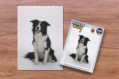 Puzzel Portretfoto van een brave border collie die zit - Legpuzzel - Puzzel 500 stukjes