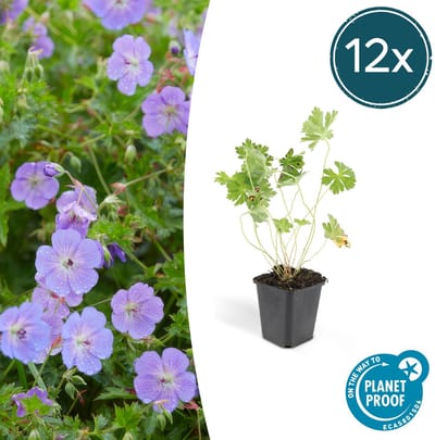 Tuinplantenshop.com | Geranium Rozanne | 12 stuks - Ø9cm - 10-25cm hoog - Tuinplant - Multideal