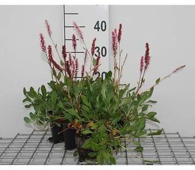 6x Duizenknoop - Persicaria aff. 'Darjeeling Red' | 9x9 cm pot