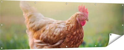 Gards Tuinposter Kip in het Gras - 180x60 cm - Tuindoek - Tuindecoratie - Wanddecoratie buiten - Tuinschilderij