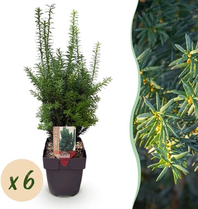 Taxus media Hilii - blad groen - 6 planten - 1 strekkende meter - groenblijvend - pot 17cm hoogte 60cm