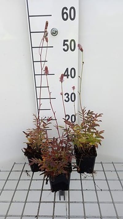 6x Sanguisorba - Sanguisorba off. 'Pink Tanna' | 9x9 cm pot