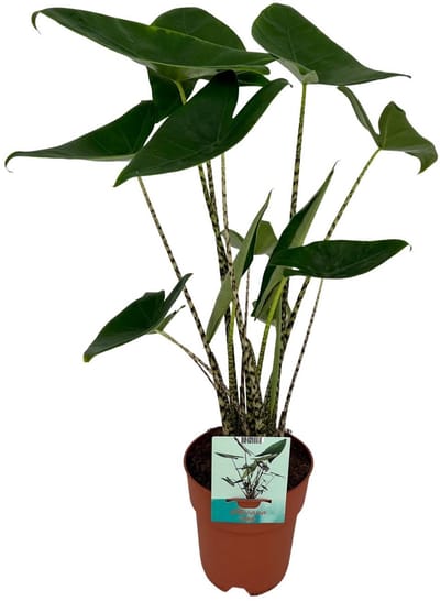 Hello Plants Alocasia Zebrina Olifantsoor - Ø 19 cm - 75 cm - Kamerplant Zebraplant