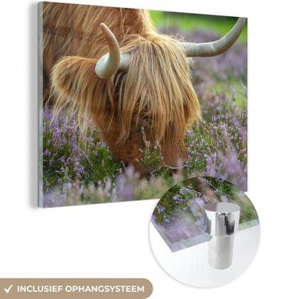 MuchoWow® Glasschilderij 160x120 cm - Schilderij acrylglas - Schotse Hooglander - Hoorns - Heide - Foto op glas - Schilderijen