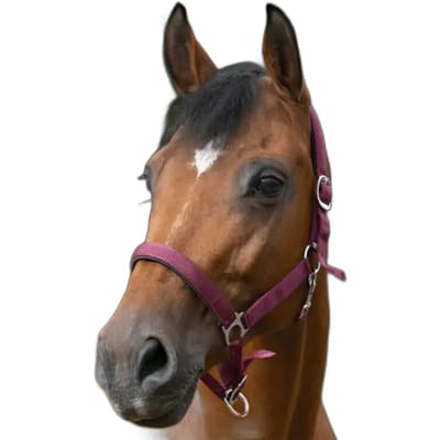 Halster voor paarden Norton Doublé néoprène