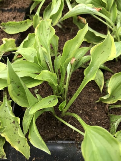 6 x Hosta 'Lemon Delight' (Mini) - Hartlelie - P9 Pot (9 x 9cm) - Dima Vaste Planten
