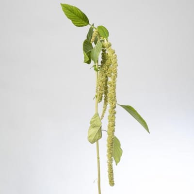 10x Amaran.green pearls 80cm
