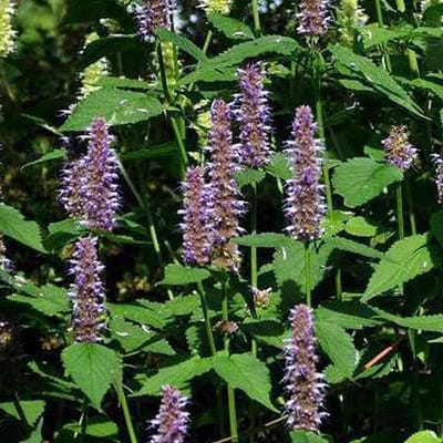 6 x Agastache 'Blue Fortune' - Anijsplant Pot 9x9 cm - Blauwbloeiende Bijenplant