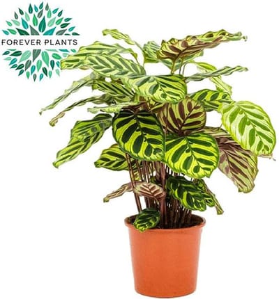 Plantenboetiek.nl | Calathea Makoyana - Ø17cm - 45-55cm hoog - Kamerplant - Groenblijvend