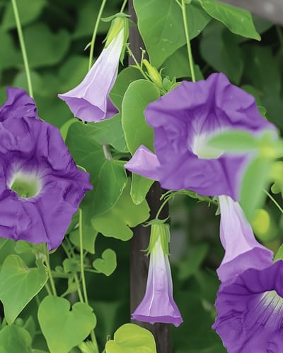 2 sets - Leeuwenmuiltje Zaden Asarina Scandens Violet Eenjarig Klimmer