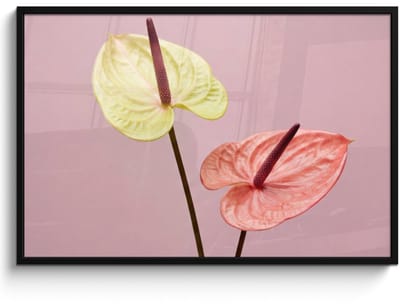 Poster in lijst - Fotolijst 120x80 cm - Posters - Bloemen - Anthuriums - Geel - Roze - Posterlijst zwart - Decoratie - Wanddecoratie woonkamer - Muurdecoratie slaapkamer