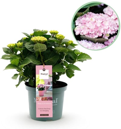 Green boutiQ - Terrasplant - Hortensia - Hydrangea Magical Revolution Pink - Pink - 6-10 Bloemen - Pot 23cm Hoogte 55cm