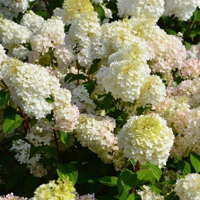 Pluimhortensia - Hydrangea paniculata 'Diamantino'® - 30-40 cm