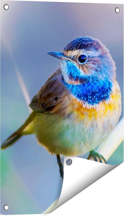 Gards Tuinposter Kleurrijke Blauwborst Vogel op een Tak - 40x60 cm - Tuindoek - Tuindecoratie - Wanddecoratie buiten - Tuinschilderij