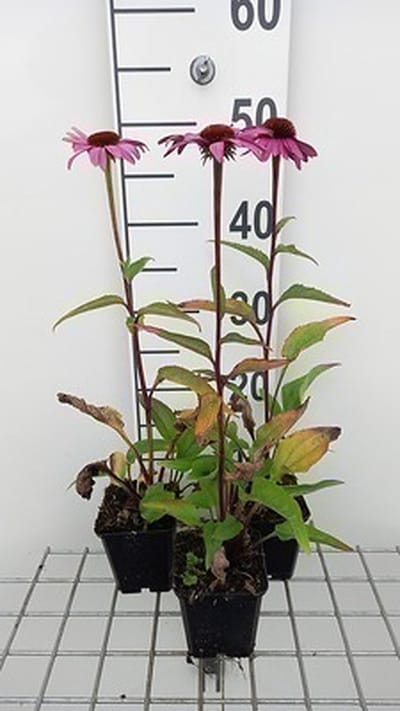 6x Zonnehoed - Echinacea purp. Magnus Superior' | pot 9 x 9 cm