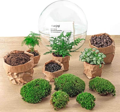 Green Harmony | DIY terrarium - Dome XL -  30 cm