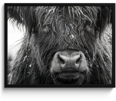 Poster in lijst - Fotolijst 80x60 cm - Posters - Schotse hooglander - Zwart - Wit - Sneeuwvlokken - Posterlijst zwart - Decoratie - Wanddecoratie woonkamer - Muurdecoratie slaapkamer