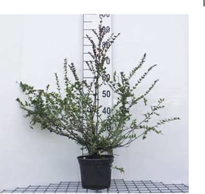 Lonicera nitida 'Red Tips' - Kamperfoelie, Struikkamperfoelie 20 - 25 cm in pot