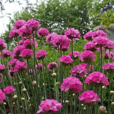 Zeeuwse bloem (Armeria maritima Splendens) - Engels gras Splendens - Armeria Maritima - Vaste planten
