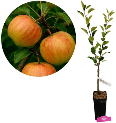 Malus domestica 'James Grieve', Appelboom , Hoogte 70-80cm, 1.5 liter pot