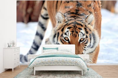 Behang - Fotobehang Tijger - Sneeuw - Dieren - Breedte 375 cm x hoogte 280 cm