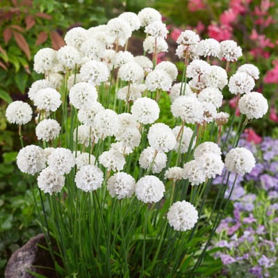6 x Armeria pseudarmeria 'Ballerina White' - Engels Gras - Wintergroene Vaste Plant in 9x9 pot met hoogte 0-10cm