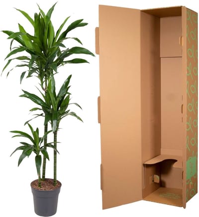 Dracaena Janet Craig - 150 cm - ø24