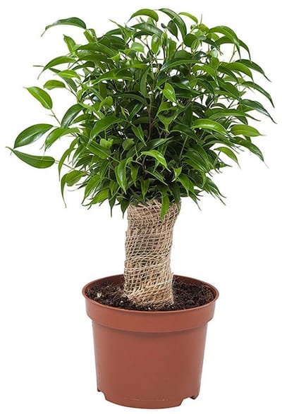 JUNAVERA Ficus Natasja terrariumplant en kamerplant | 12 cm pot | 30 cm hoog