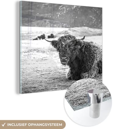 MuchoWow® Glasschilderij 50x50 cm - Schilderij acrylglas - Schotse Hooglander - Berg - Dieren - Foto op glas - Schilderijen