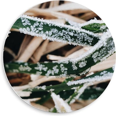 Forex Wandcirkel - Planten met IJs - 50x50cm Foto op Wandcirkel (met ophangsysteem)