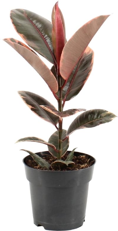 Plantenboetiek.nl | Ficus Elastica Belize - Ø17cm - 45-55cm hoog - Kamerplant - Groenblijvend