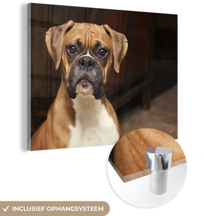 ® Glasschilderij 160x120 cm - Schilderij acrylglas - Boxer kijkt recht in de camera - Foto op glas - Muurdecoratie woonkamer - Wanddecoratie slaapkamer - Schilderijen