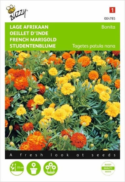 Lage Afrikaan Bonita - Tagetes patula nana