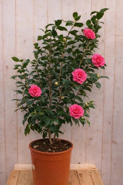 Warentuin natuurlijk - Japanse Roos Camellia Japonica Prof. Filippo...