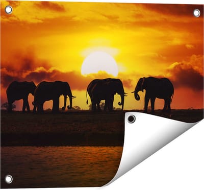 Gards Tuinposter Silhouet Olifanten tijdens Zonsondergang - 50x40 cm - Tuindoek - Tuindecoratie - Wanddecoratie buiten - Tuinschilderij