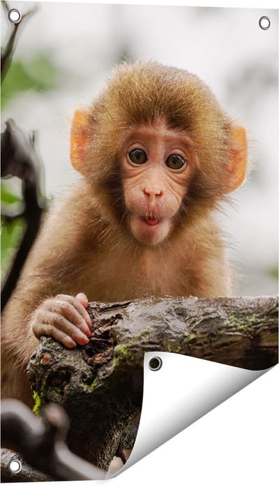 Gards Tuinposter Klein Baby Aapje op een Tak - 40x60 cm - Tuindoek - Tuindecoratie - Wanddecoratie buiten - Tuinschilderij