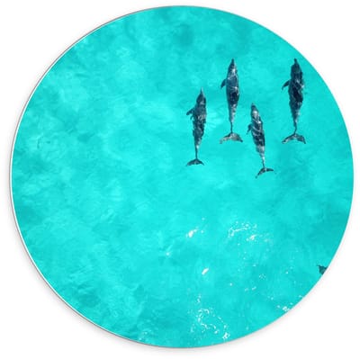 KuijsFotoprint - Schilderij - Orkas In Tropische Zee - Zwart, Wit En Blauw - 70 X 70 Cm