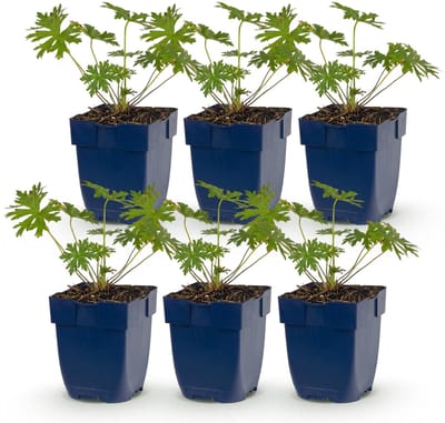 Green boutiQ - Vasteplant - Geranium Tricolour - Ooievaarsbek - Bodembedekkend - Paars - Roze - Wit - 6 Planten - Pot 11cm - Hoogte 15-25cm