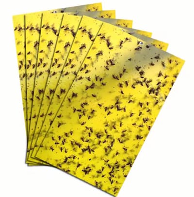 Insectenvallen Planten - Gele Plakstrips - Kamerplanten Bescherming - Sticky Traps - Tegen Vliegende Insecten - 10 Stuks