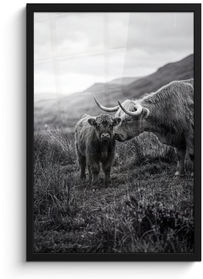Poster in lijst - Fotolijst 40x60 cm - Posters - Schotse hooglander - Kalf - Zwart - Wit - Posterlijst zwart - Decoratie - Wanddecoratie woonkamer - Muurdecoratie slaapkamer