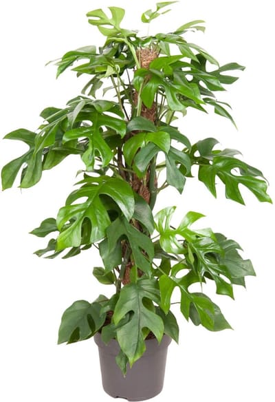 Gatenplant, Groene Kamerplant, Tropisch, Monstera Deliciosa - Ø19cm - 80cm