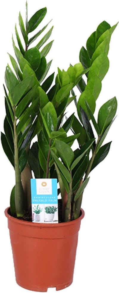 Plantenboetiek.nl | Zamioculcas Zamiifolia - Ø17cm - 50-60cm hoog - Kamerplant - Groenblijvend