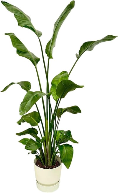 Kamerplant Set - Tropische Plant - Decoratie Binnen - Compleet Met Pot - 170cm Hoog - Groen