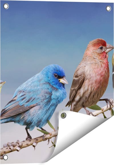 Gards Tuinposter Kleurrijke Zangvogels op een Tak - Kleur - 40x50 cm - Tuindoek - Tuindecoratie - Wanddecoratie buiten - Tuinschilderij