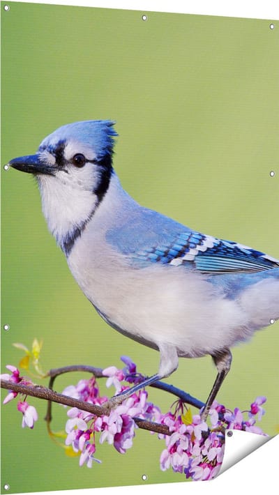 Gards Tuinposter Blauwe Gaai Vogel op een Tak - Kleur - 100x150 cm - Tuindoek - Tuindecoratie - Wanddecoratie buiten - Tuinschilderij