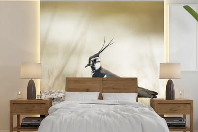 Behang - Fotobehang Vogel - Gras - Dieren - Natuur - Kievit - Breedte 300 cm x hoogte 300 cm