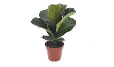 Ficus Lyrata Bambino | 35cm