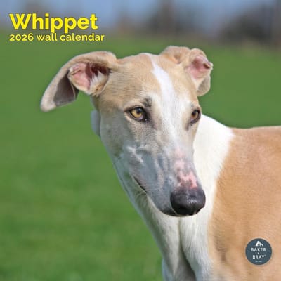 Wandkalender 2026 - Grote Vierkante Kalender met Whippet Honden - 16 Maanden